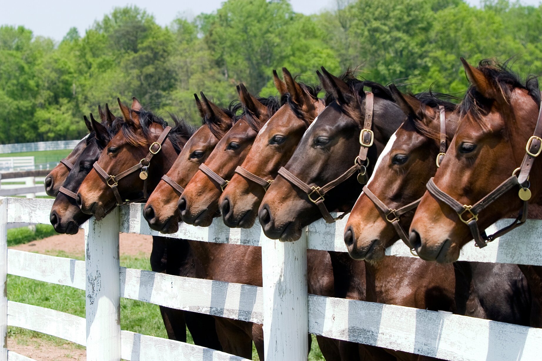 Thoroughbred Horses on Farm